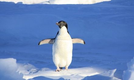 Penguin 4.0- What It Is & What It Means For Your Site