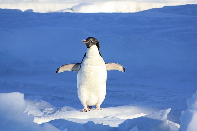 Penguin 4.0- What It Is & What It Means For Your Site